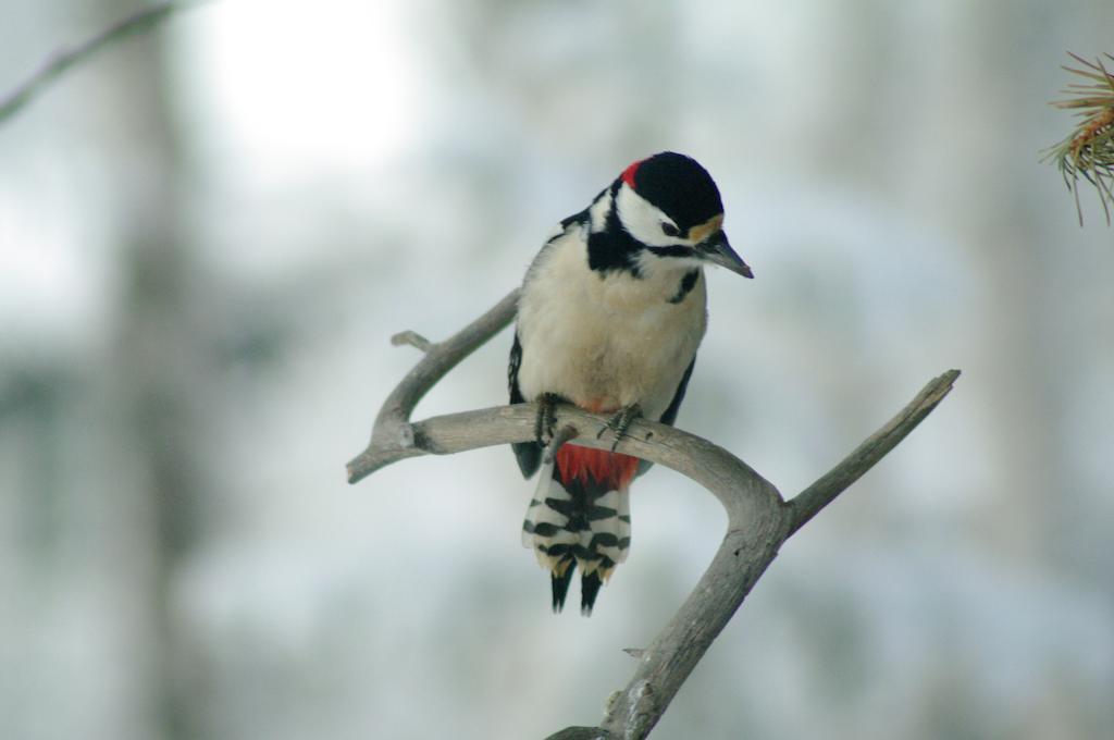 Bed and Breakfast Birk Bed & Birds Svanvik Екстер'єр фото